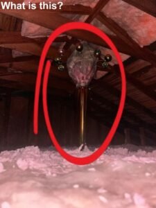 Read more about the article How to Identify Strange Attic Finds Before Jumping to Conclusions